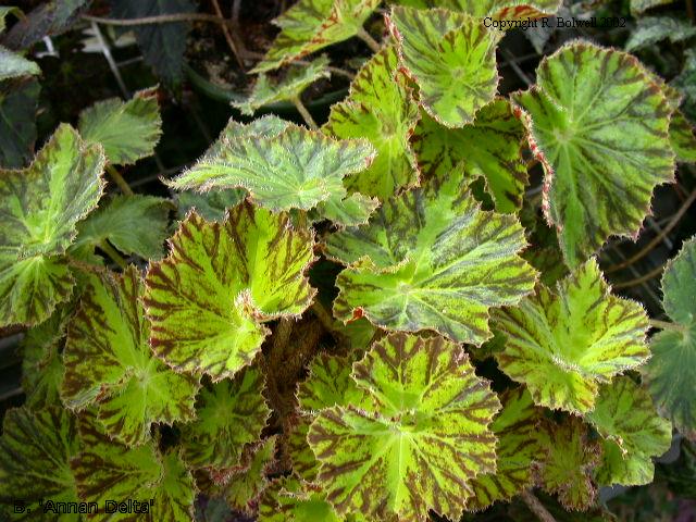 B. ‘Annan Delta’